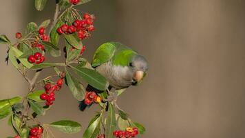 Parakeet perched on a bush with red berries , La Pampa, Patagonia, Argentina photo