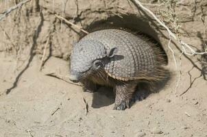 Hairy Armadillo, in desert environment, Peninsula Valdes, Patagonia, Argentina photo