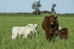 White Shorthorn calf , in Argentine countryside, La Pampa province, Patagonia, Argentina. photo