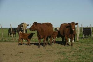 shorthorn vaca , en argentino campo, la pampa provincia, Patagonia, argentina. foto