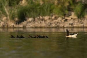 Southern wigeon, Anas sibilatrix, in marsh environment, La Pampa Province, Patagonia, Argentina. photo