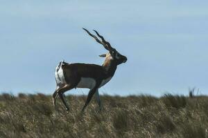 Male Blackbuck Antelope in Pampas plain environment, La Pampa province, Argentina photo