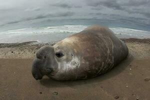 Elephant seal, Peninsula Valdes, Unesco World Heritage Site, Patagonia, Argentina photo