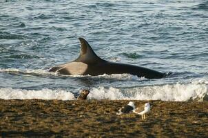 Orca hunt sea lions, Patagonia , Argentina photo