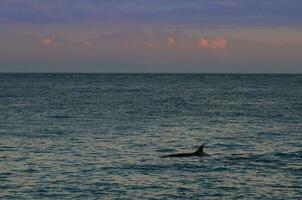 orca a atardecer, Patagonia , argentina foto