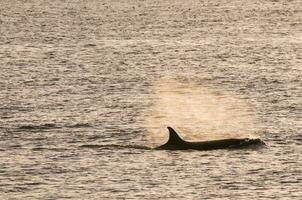 Orca hunt sea lions, Patagonia , Argentina photo