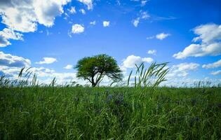 Flowery landscape, La Pampa, Argentina photo