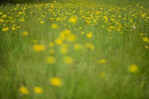 Wild flower background  in Patagonia, Argentina photo