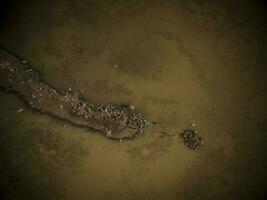 Flock of birds , Aerial View photo