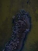 Flock of birds , Aerial View photo