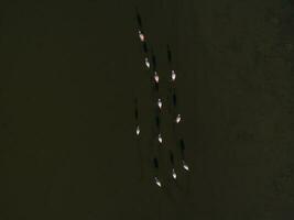 Flamingos in patagonia , Aerial View photo