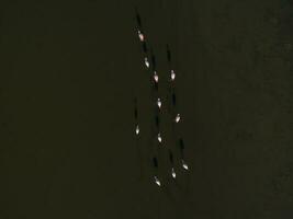 Flamingos in patagonia , Aerial View photo