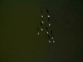 flamencos en Patagonia , aéreo ver foto