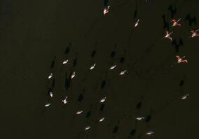 flamencos en Patagonia , aéreo ver foto