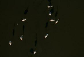 Flamingos in patagonia , Aerial View photo