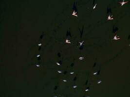 flamencos en Patagonia , aéreo ver foto