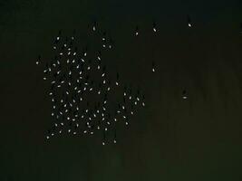 Flamingos in patagonia , Aerial View photo