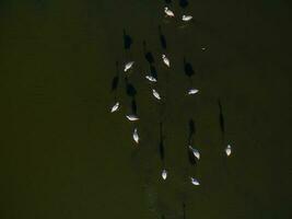 Flamingos in patagonia , Aerial View photo