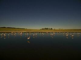 Flamingos in patagonia , Aerial View photo