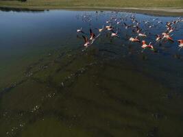 rebaño de aves , aéreo ver foto