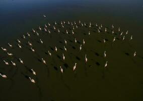 Flamingos flock,La Pampa,  Patagonia Argentina photo