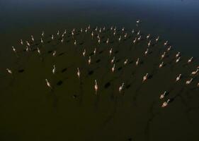 Flamingos in patagonia , Aerial View photo