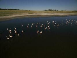 Flamingos in patagonia , Aerial View photo