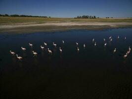 Flamingos in patagonia , Aerial View photo