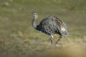 Lesser Rhea, Pterocnemia pennata ,Torres del Paine National Park, Patagonia, Chile. photo