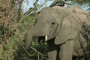 African elephant eating, South Africa photo