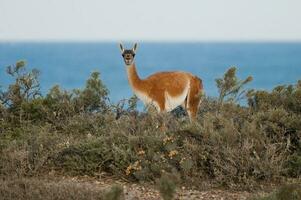 guanaco, lama guanicoe, luro parque, la pampa provincia, la pampa, argentina. foto