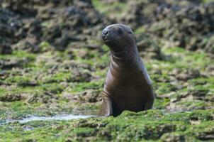 Baby sea lion , Patagonia Argentina photo