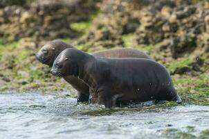 Baby sea lion , Patagonia Argentina photo