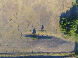 Large scale meat production in Argentina, aerial view of a batch of cows photo