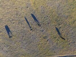 grande escala carne producción en argentina, aéreo ver de un lote de vacas foto