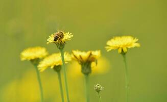 Bee on wild flowers photo