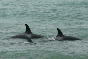 orca agresor mar leones, Patagonia argentina foto