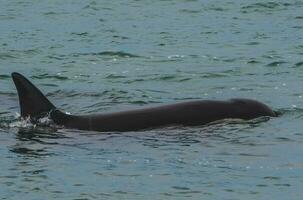 Orcas hunting sea lions, Patagonia , Argentina photo