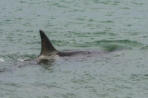 Orca patrolling the coast of the sea, Patagonia, Argentina photo