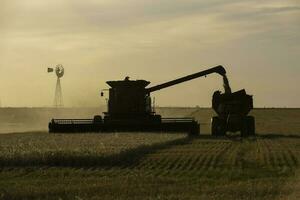 Harvester machine, harvesting in the Argentine countryside, Buenos Aires province, Argentina. photo