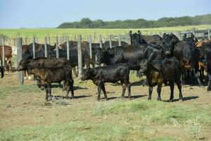 Cows raised with natural grass, Argentine meat production photo