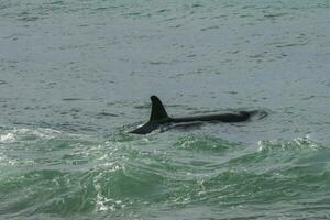 Orca patrolling the coast of the sea, Patagonia, Argentina photo