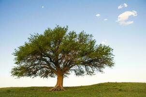 Lonely tree landscape in La Pampa, Argentina photo