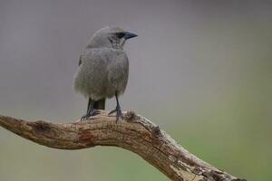 Bay winged Cowbird, perched on a trunk, Patagonia,Argentina photo