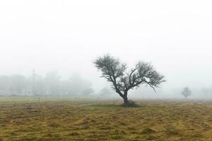 solitario árbol en grueso niebla a amanecer, en pampa paisaje, la pampa provincia, Patagonia, argentina. foto