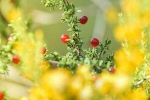 pequeño rojo salvaje frutas en el pampa bosque, Patagonia, argentina foto