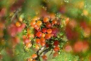 pequeño rojo salvaje frutas en el pampa bosque, Patagonia, argentina foto