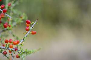 Small red wild fruits in the Pampas forest, Patagonia, Argentina photo