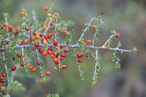 Small red wild fruits in the Pampas forest, Patagonia, Argentina photo