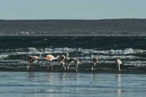 Flamingos feeding at low tide, Peninsula Valdes, Patagonia, Argentina photo